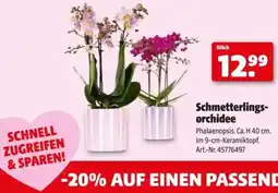 Hagebau Schmetterlings- orchidee Angebot