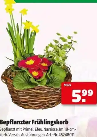 Hagebau Bepflanzter Frühlingskorb Angebot