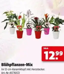 Hagebau Blühpflanzen-Mix Angebot