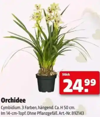 Hagebau Orchidee Angebot