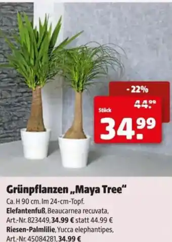 Hagebau Grünpflanzen Maya Tree Angebot