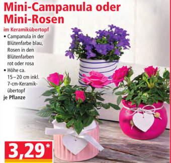 Norma Mini Campanula Oder Mini Rosen Angebot