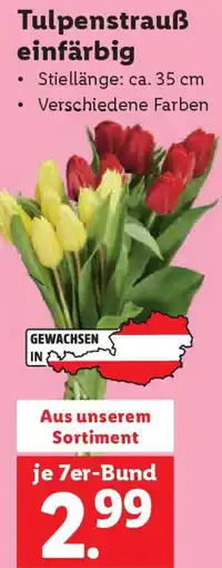 Lidl Tulpenstrauß einfärbig Angebot