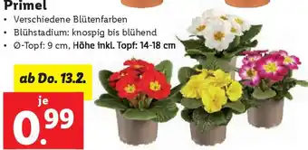 Lidl Primel Angebot