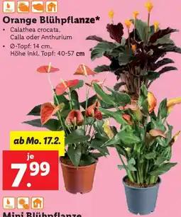 Lidl Orange Blühpflanze Angebot