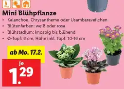 Lidl Mini Blühpflanze Angebot