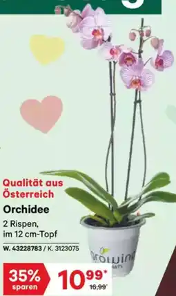 Lagerhaus Graz Land Orchidee Angebot