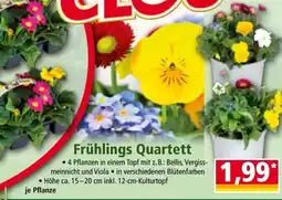 Norma Frühlings Quartett Angebot