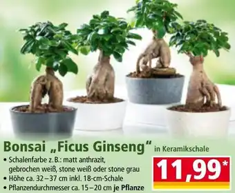 Norma Bonsai „,Ficus Ginseng Angebot