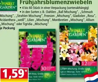 Norma Frühjahrsblumenzwiebeln Angebot