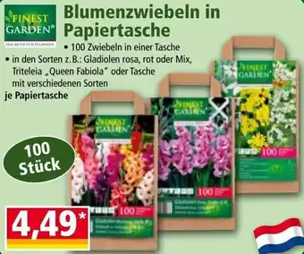 Norma Blumenzwiebeln in Papiertasche Angebot