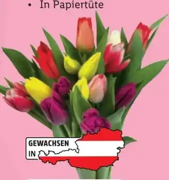 Lidl Tulpenstrauß Kunterbunt Angebot