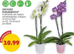 PENNY Orchidee phalaenopsis Angebot