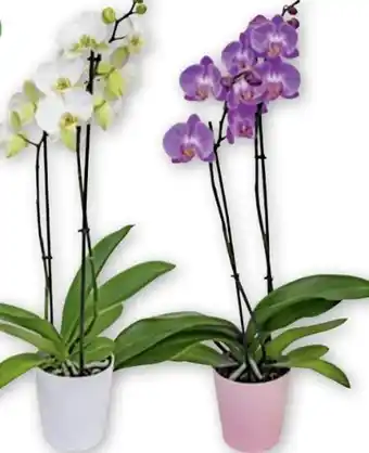 PENNY Orchidee Phalaenopsis Angebot