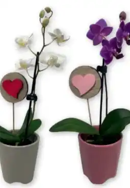 PENNY Mini-Orchidee Angebot