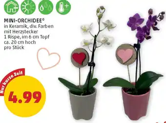 PENNY Mini-orchidee Angebot