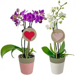 PENNY Mini-Orchidee in Keramik Penny Angebot