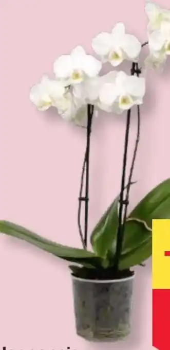 MPreis Phalaenopsis Angebot