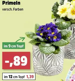 Thomas Philipps Primeln Angebot