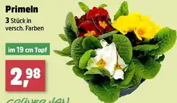 Thomas Philipps Primeln Angebot