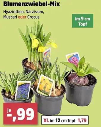 Thomas Philipps Blumenzwiebel-Mix Angebot