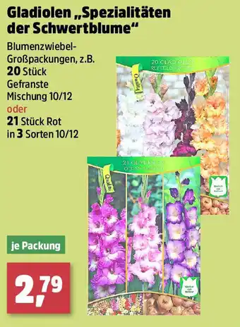 Thomas Philipps Gladiolen,,Spezialitäten der Schwertblume Angebot