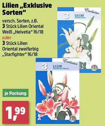 Thomas Philipps Lilien,,Exklusive Sorten Angebot