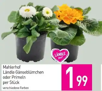 Sutterlüty Ländle Gänseblümchen oder Primeln Angebot