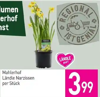 Sutterlüty Ländle Narzissen Angebot