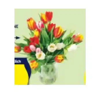 Hofer Tulpen-Bouquet HOFER Angebot