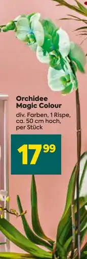 Billa Orchidee Magic Colour Angebot