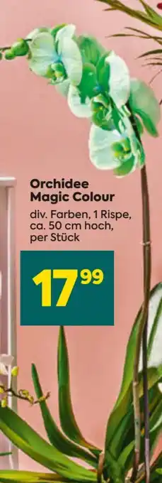 Billa Orchidee Magic Colour Angebot