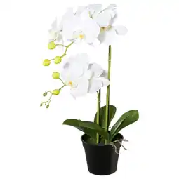 Möbelix Kunstpflanze Orchidee Weiß, H: 55 cm Angebot