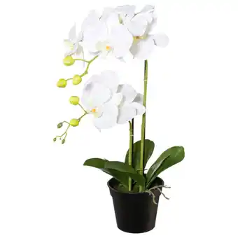 Möbelix Kunstpflanze Orchidee Weiß, H: 55 cm Angebot