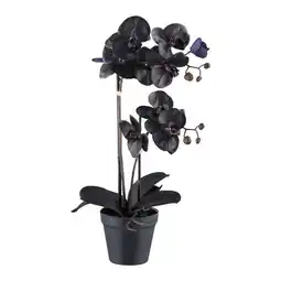 Möbelix Kunstpflanze Orchidee Schwarz, H: 53 cm Angebot