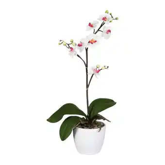 Möbelix Kunstpflanze Orchideen Weiß-Rosa,topf: Weiß, H: 55 cm Angebot