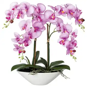 Möbelix Kunstpflanze Orchideen Lila, Topf: Weiß, H: 53 cm Angebot