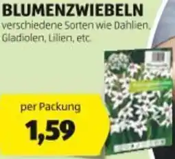 Hofer Blumenzwiebeln Angebot