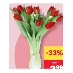 MPreis Tulpen MPREIS Angebot