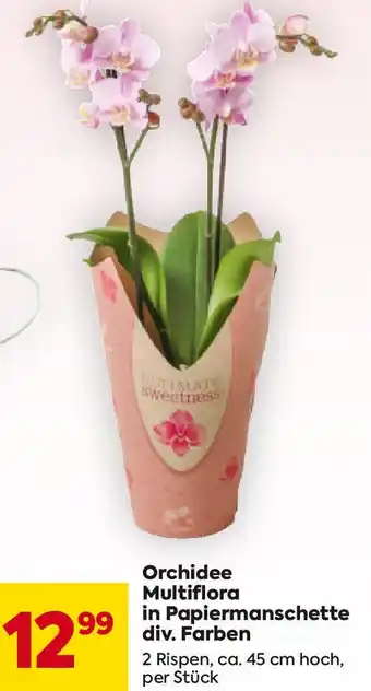 Billa Orchidee Multiflora Angebot