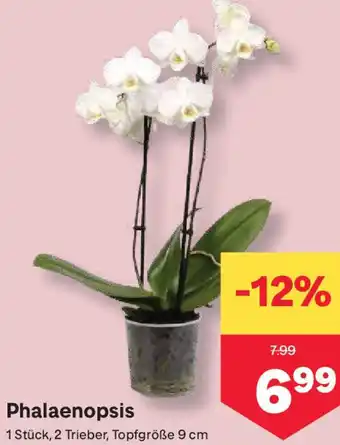 MPreis Phalaenopsis Angebot