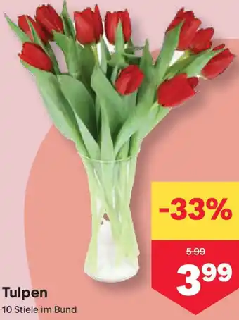 MPreis Tulpen Angebot