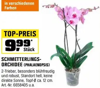 OBI Schmetterlings- orchidee Angebot