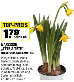 OBI Narzisse tête à tête Angebot