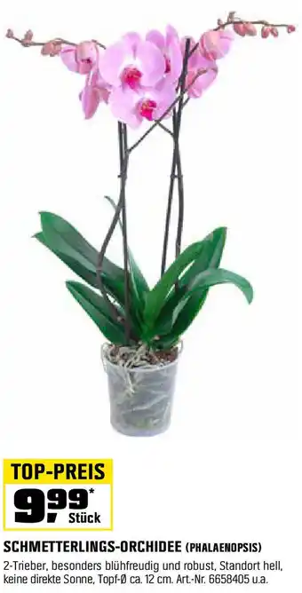 OBI Schmetterlings-orchidee Angebot