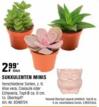 OBI Sukkulenten minis Angebot