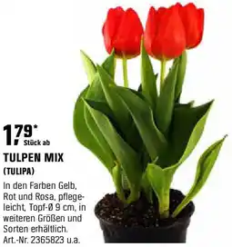 OBI Tulpen mix Angebot