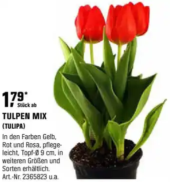 OBI Tulpen mix Angebot