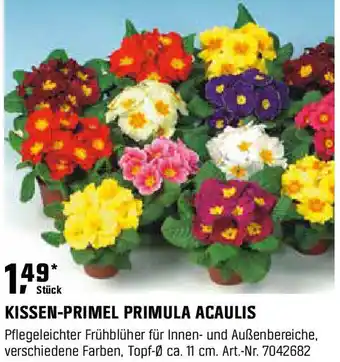 OBI Kissen-primel primula acaulis Angebot