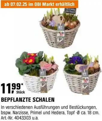 OBI Bepflanzte schalen Angebot